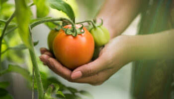 female-hand-holding-tomato-organic-farm (1)