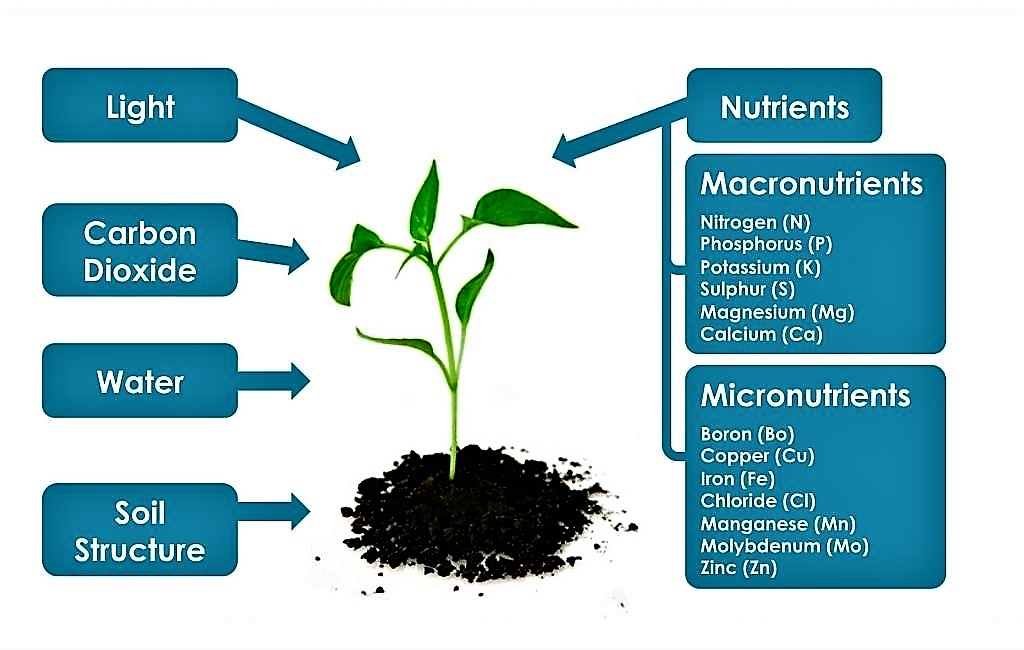 Basics of Hydroponic Nutrients – Grow Fresh Farm